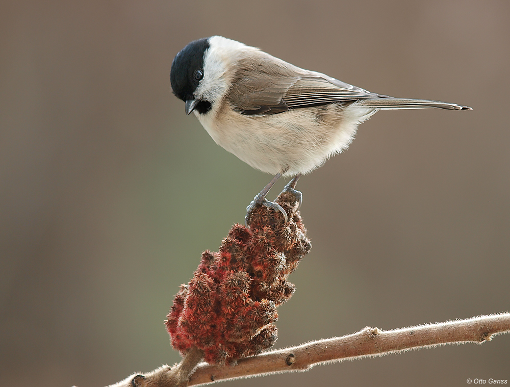 Sumpfmeise Parus palustris