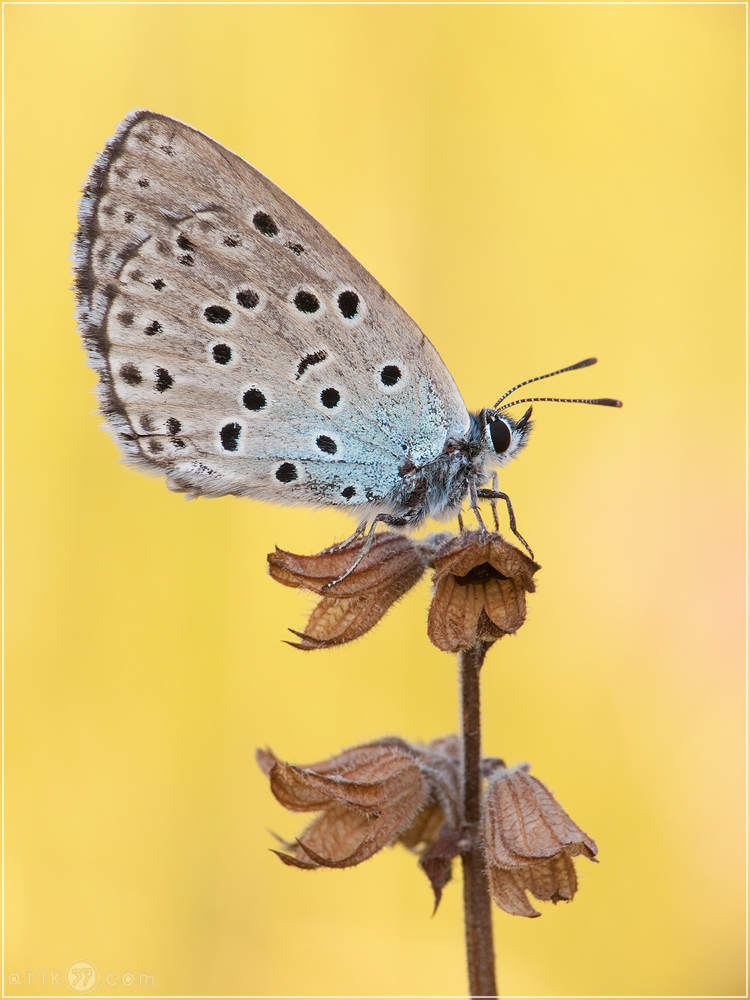 Thymian-Ameisenblaeuling - Maculinea arion