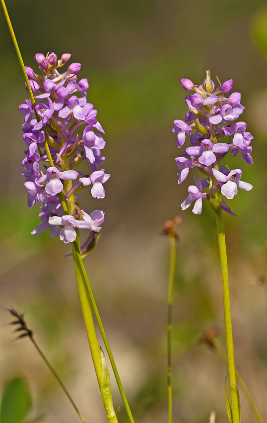 "Nächtliches" Orchideen-Doppel...