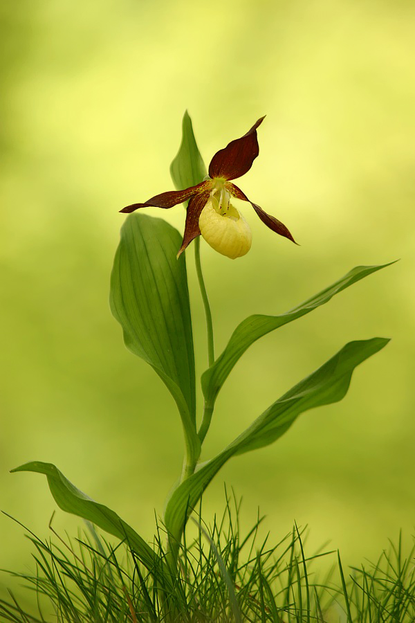 Frauenschuh (Cypripedium calceolus)