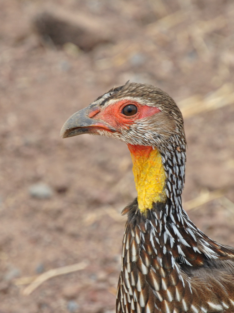 Yellow Necked Francolin