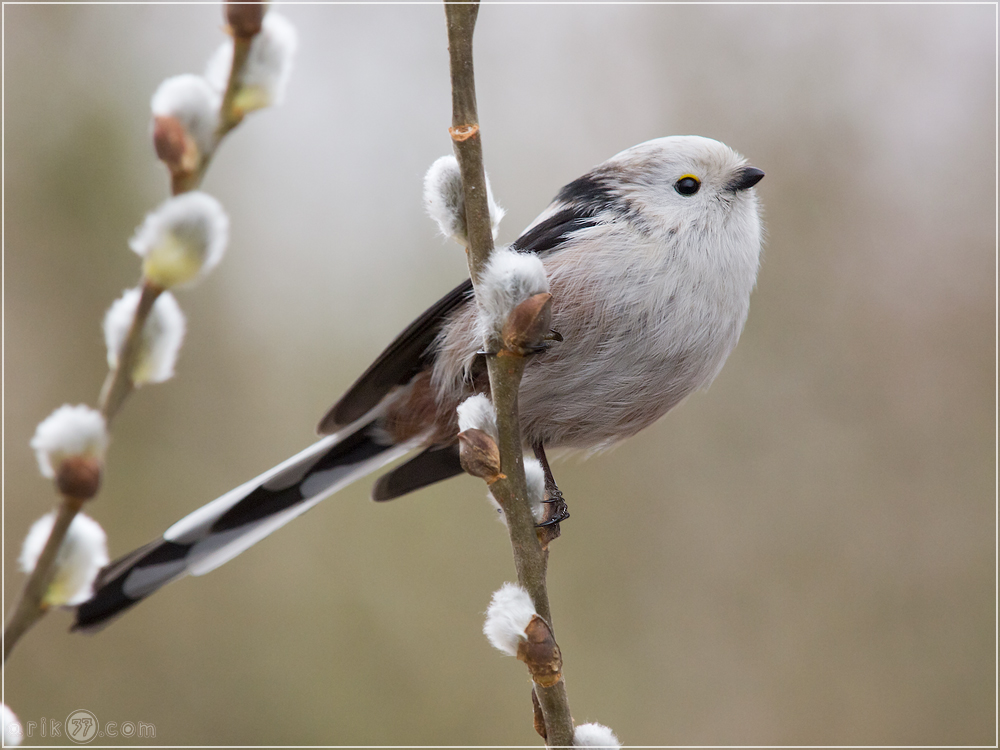 Schwanzmeise - Aegithalos caudatus