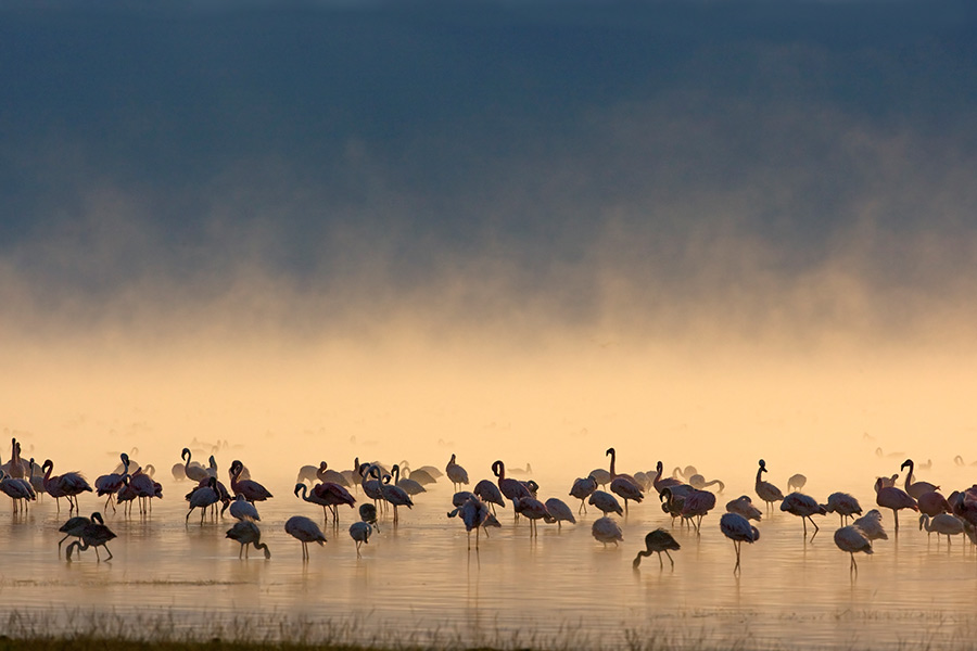 Flamingos im Morgengrauen