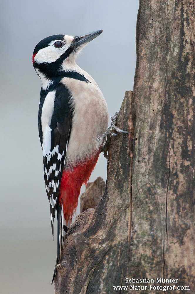 Buntspecht (Dendrocopos major)