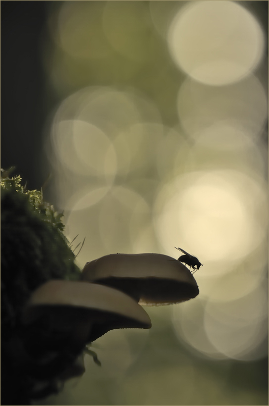 Abendandacht