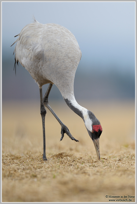 Grauer Kranisch (Grus grus)