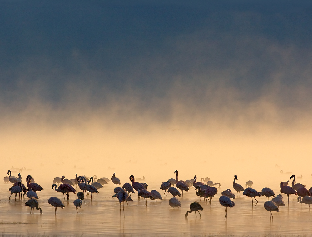 Flamingos bei Sonnenaufgang