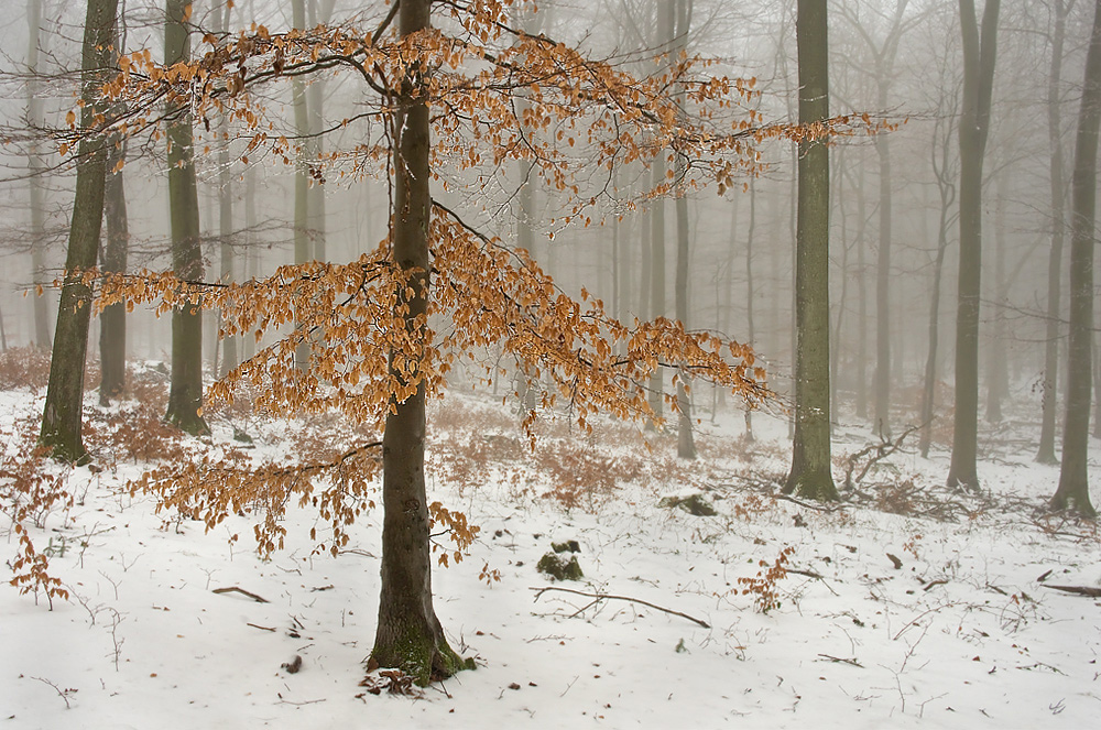 Buchenwald im Nebel