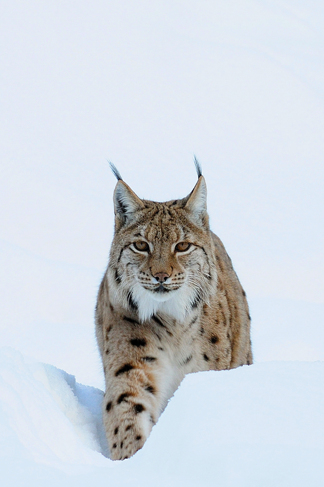 Luchs