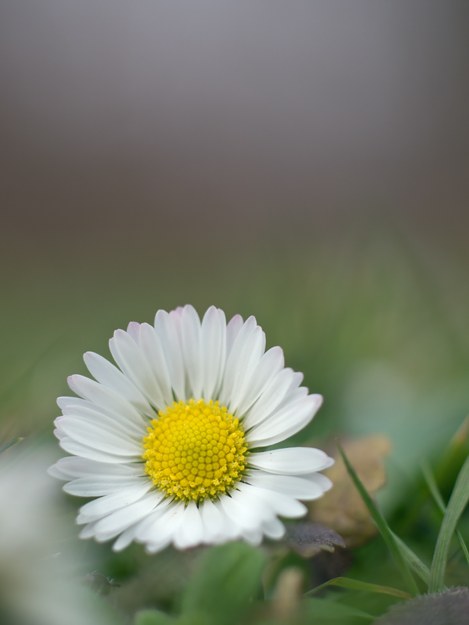 Nur ein Gänseblümchen....