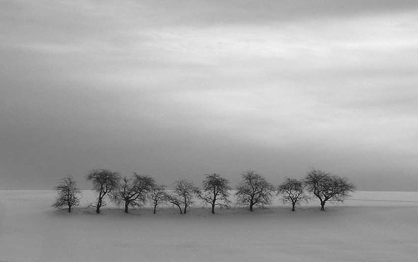 Obstbäume im Winter