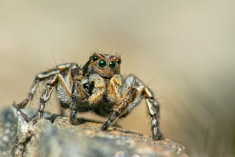 Männchen der V-Springspinne (Aelurillus v-insignitus)