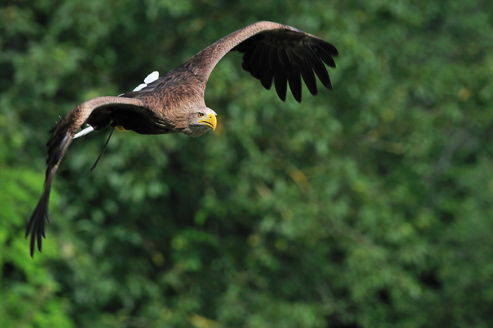 Seeadler