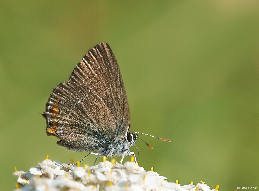 Kleiner Schlehenzipfelfalter (Satyrium acaciae)