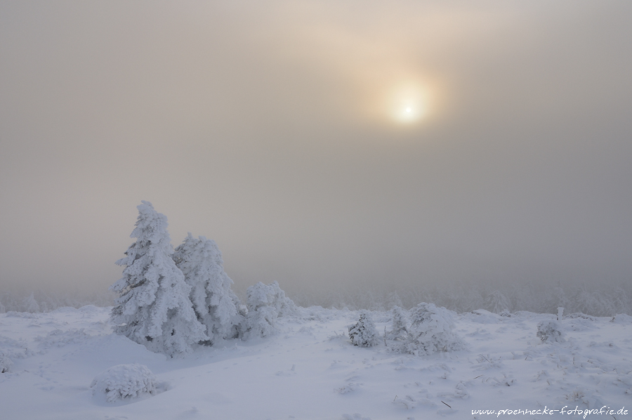 Winternebel