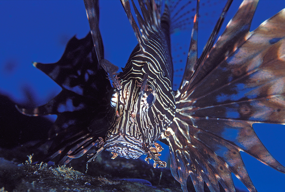 Feuerfisch