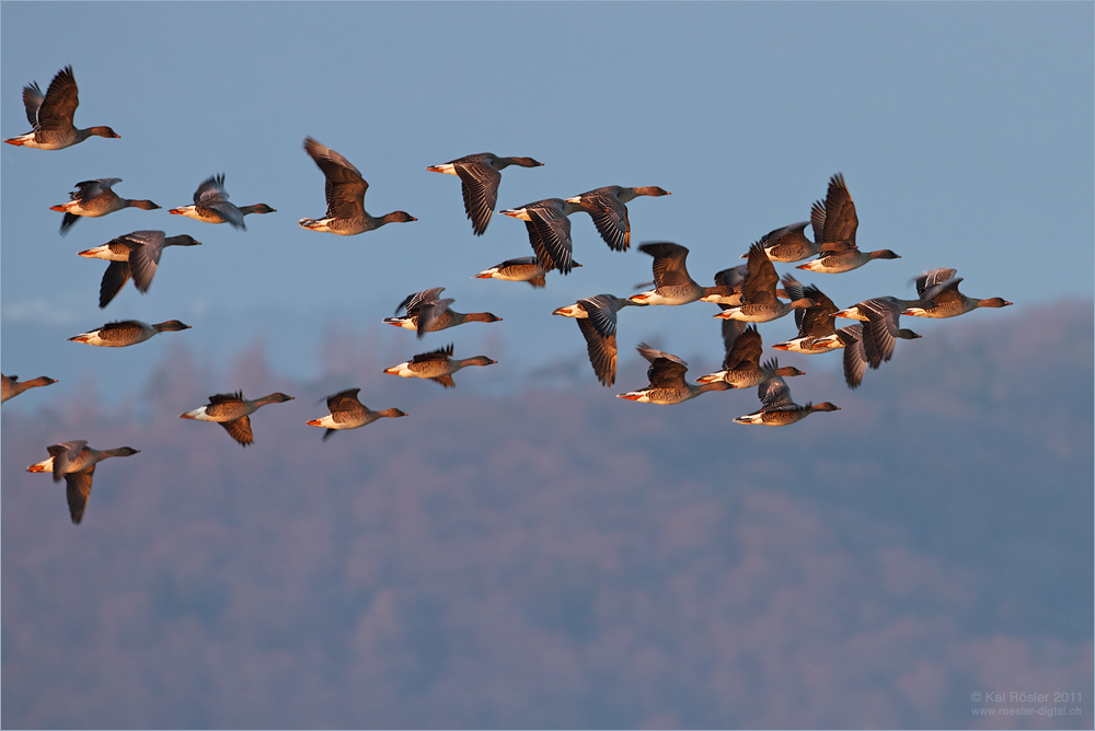 Saatgänseflug