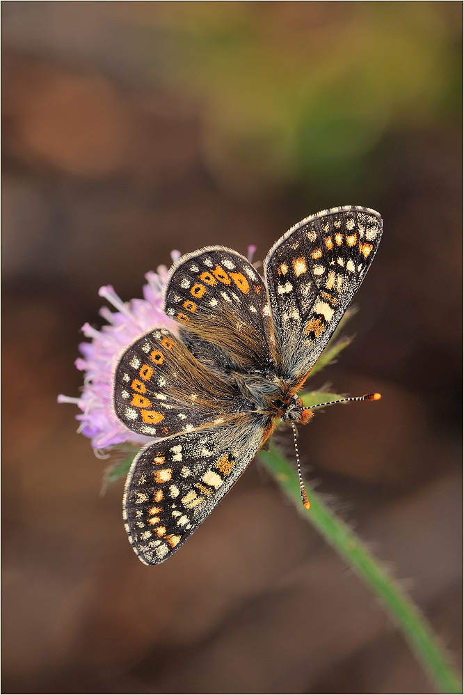 ~ Euphydryas aurinia debilis ~