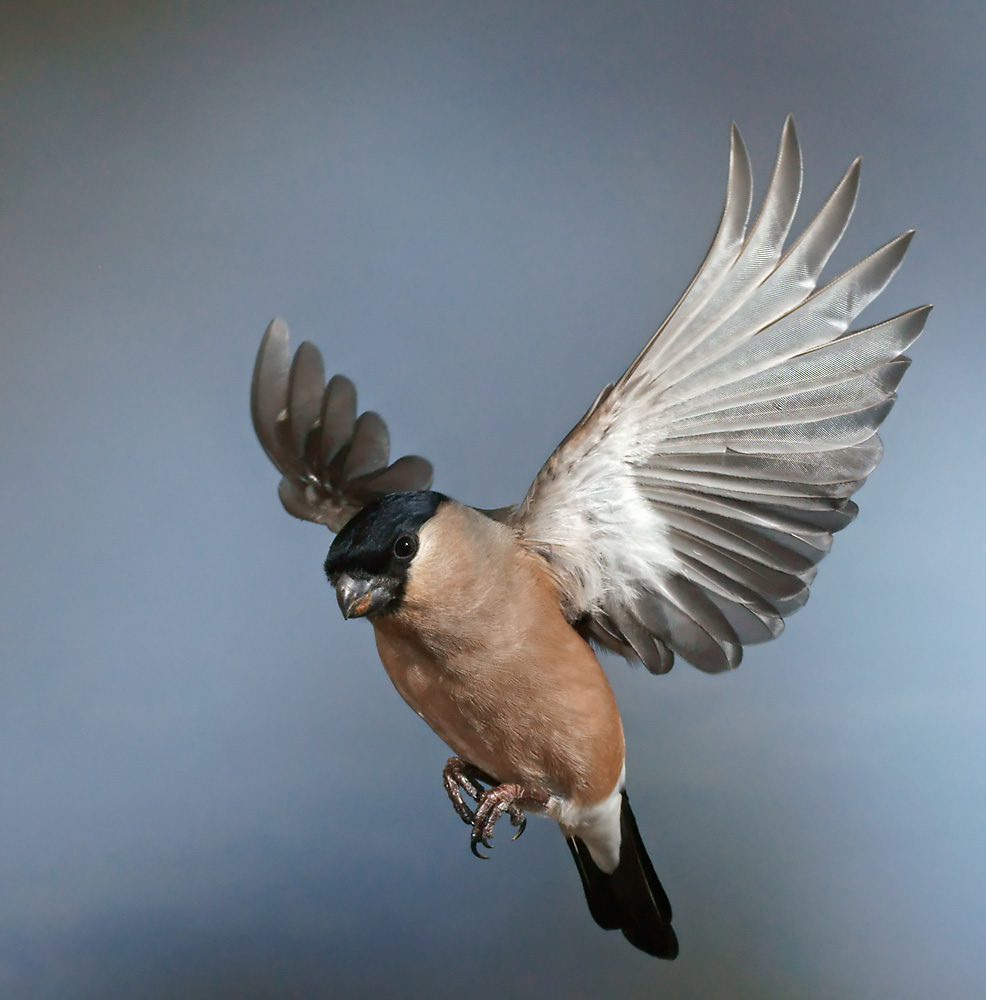 Dompfaff Weibchen