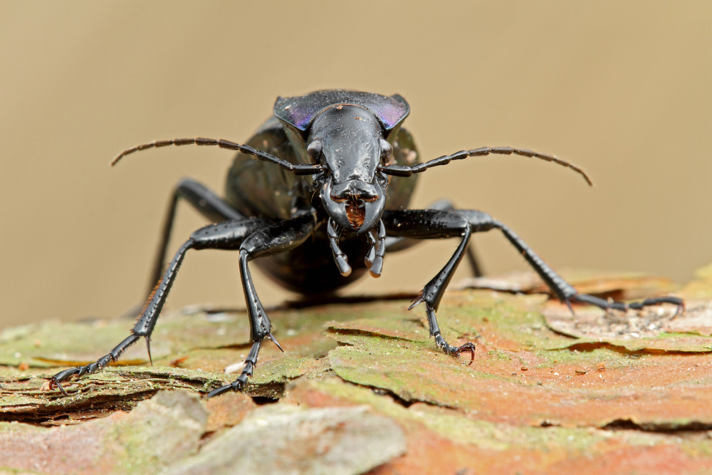 Carabidae