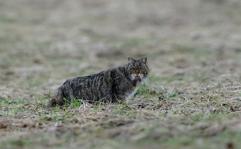 Wildkatze (Felis silvestris)