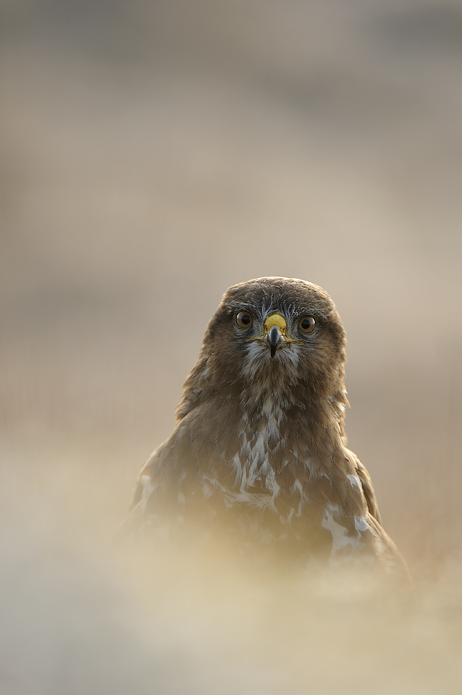 Buzzard portrait