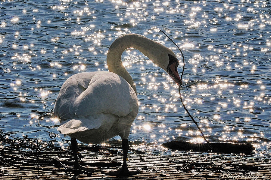 Schwan im Gegenlicht