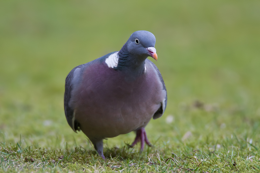 Ringeltaube (Columba palumbus) bei der Nahrungssuche