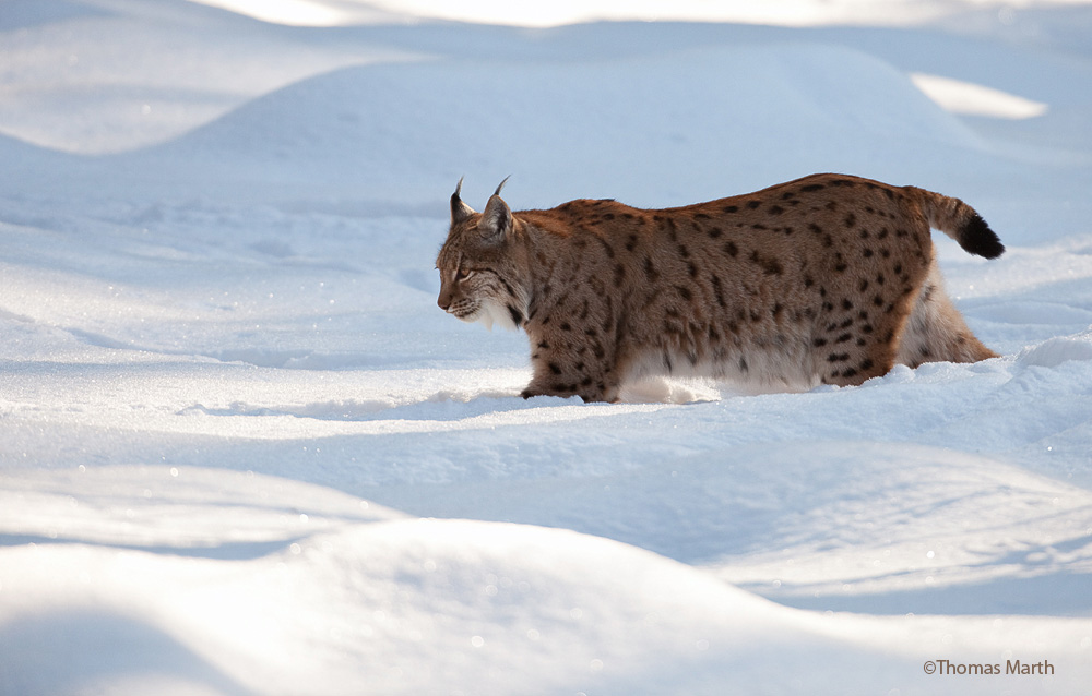 Luchs