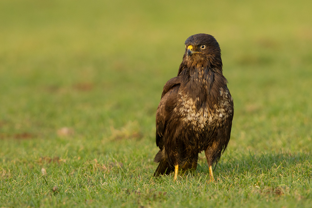 Mäusebussard (Buteo buteo)