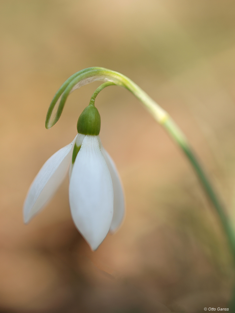 Schneegöckchen II