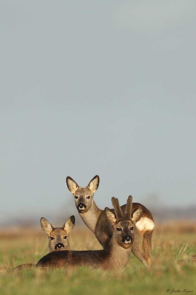 Familie Capreolus