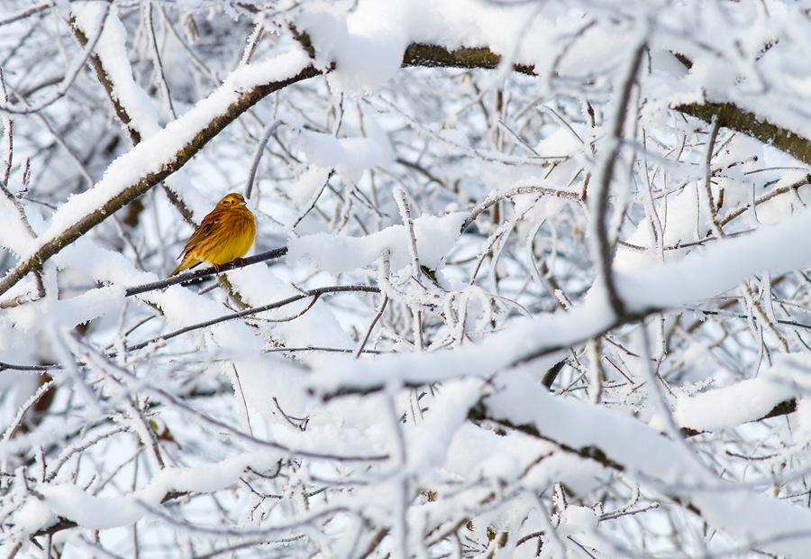 Lichtblick im Winter