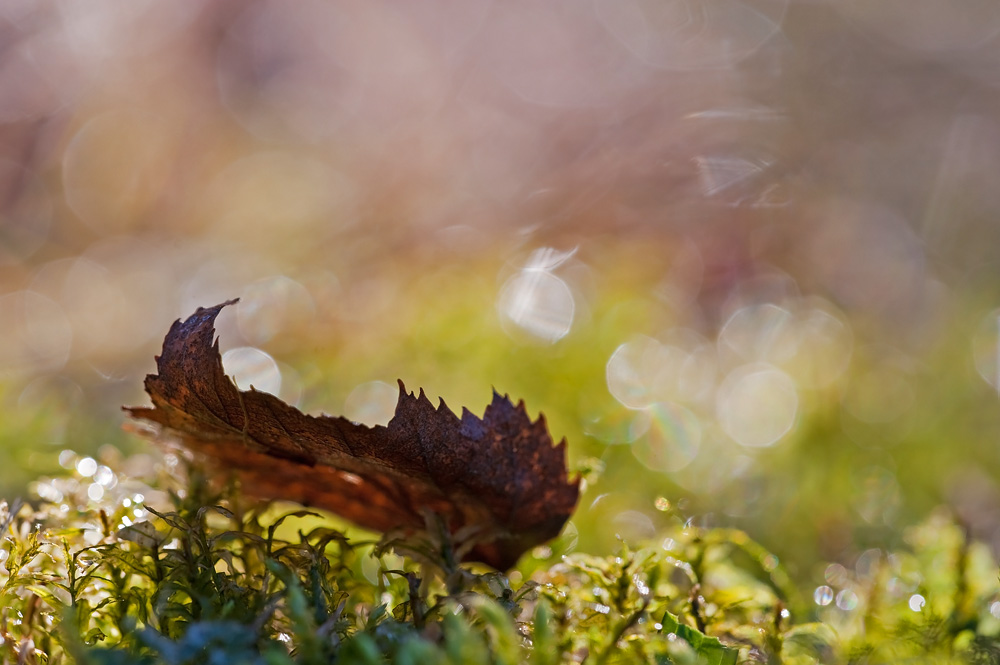 Blatt im Frühlingsmoos