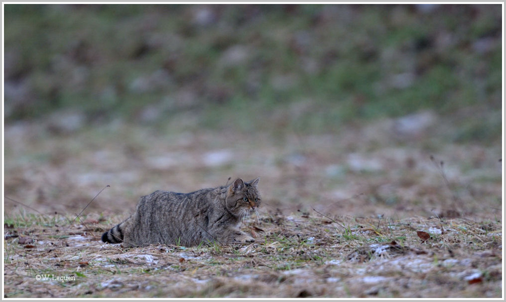 Wildkatze (Felis silvestris)