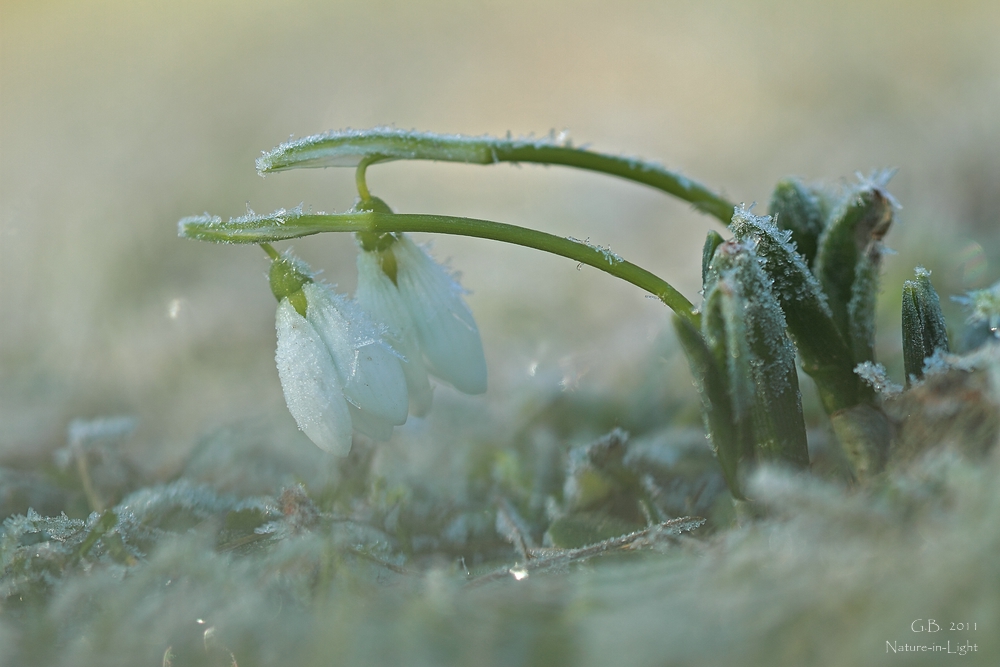 ~frosted~