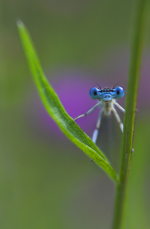 Freundliches Alien