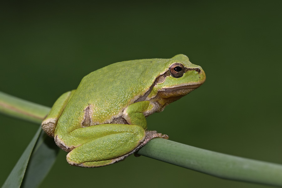 Meinen ersten Laubfrosch...