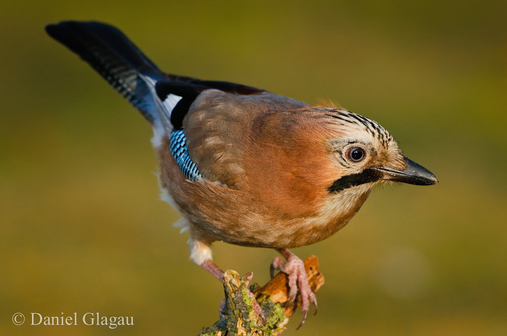 Eichelhäher (Garrulus glandarius)