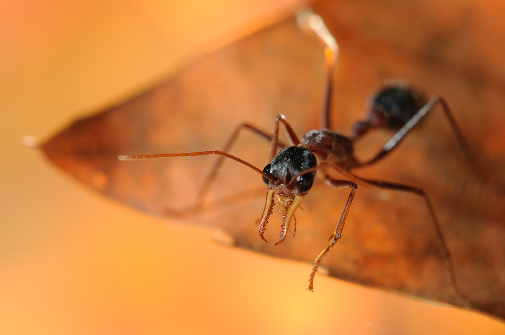  - image::Julius_Kramer_myrmecia_nigriceps_west-australien_bulldoggenameise_bulldog-ant_australien_bulldog-ameise_ameise