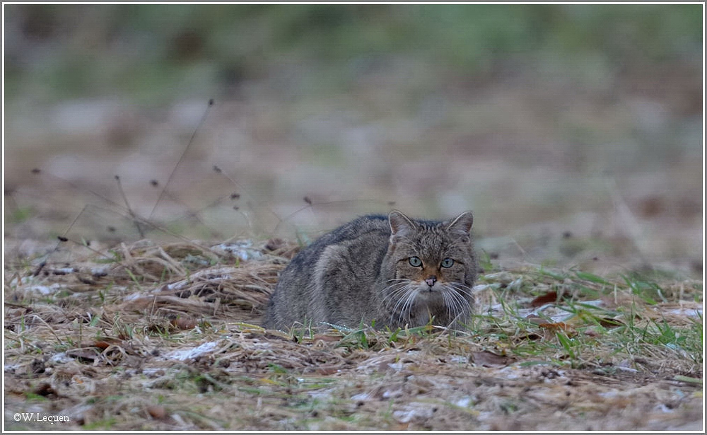 Wildkatze (Felis silvestris)