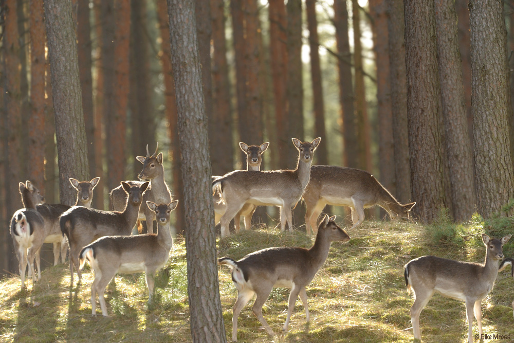 Damwild im Gegenlicht