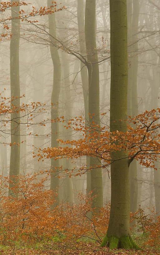 Buchen im Nebel