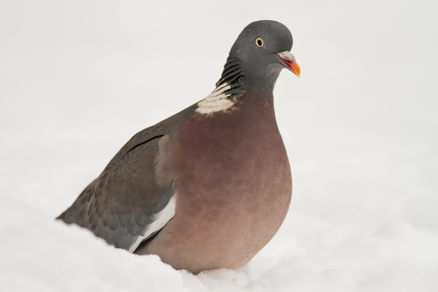 Ringeltaube (Columba palumbus) im Schnee