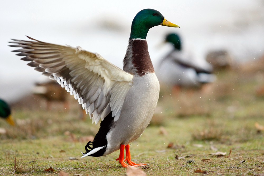 Eine Ente präsentiert sich...