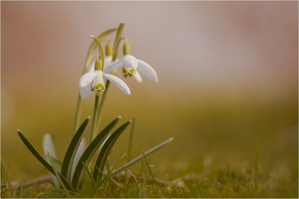 Galanthus nivalis