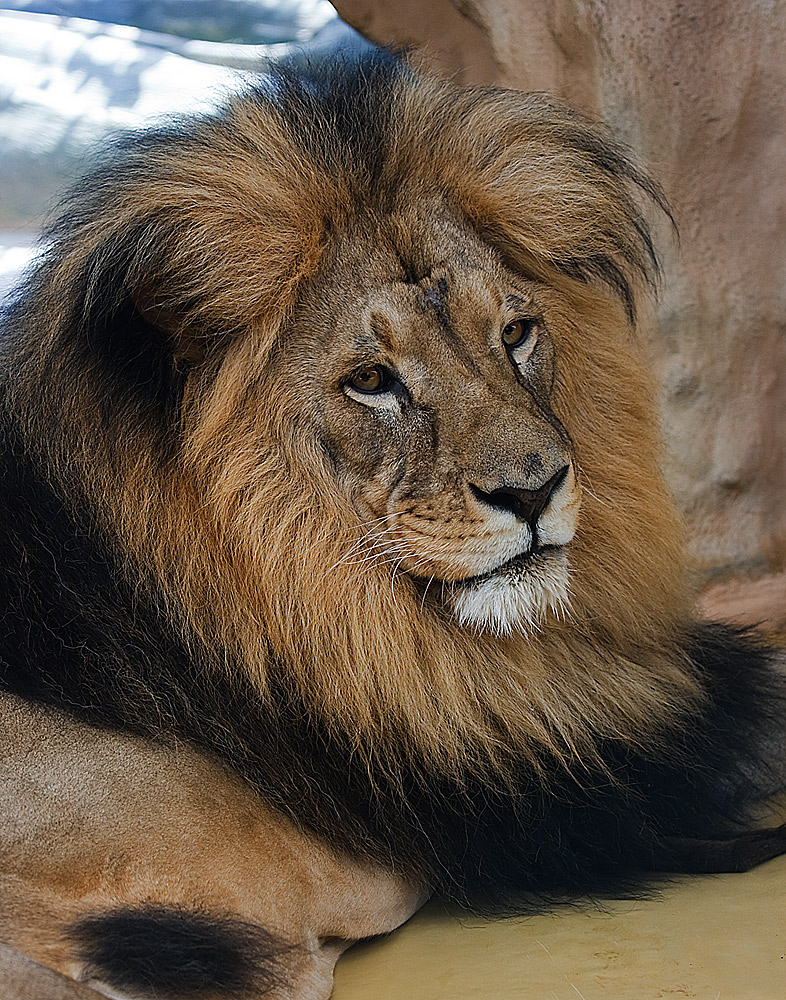 The Lion
