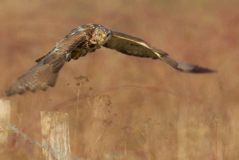 Bussard im Flug