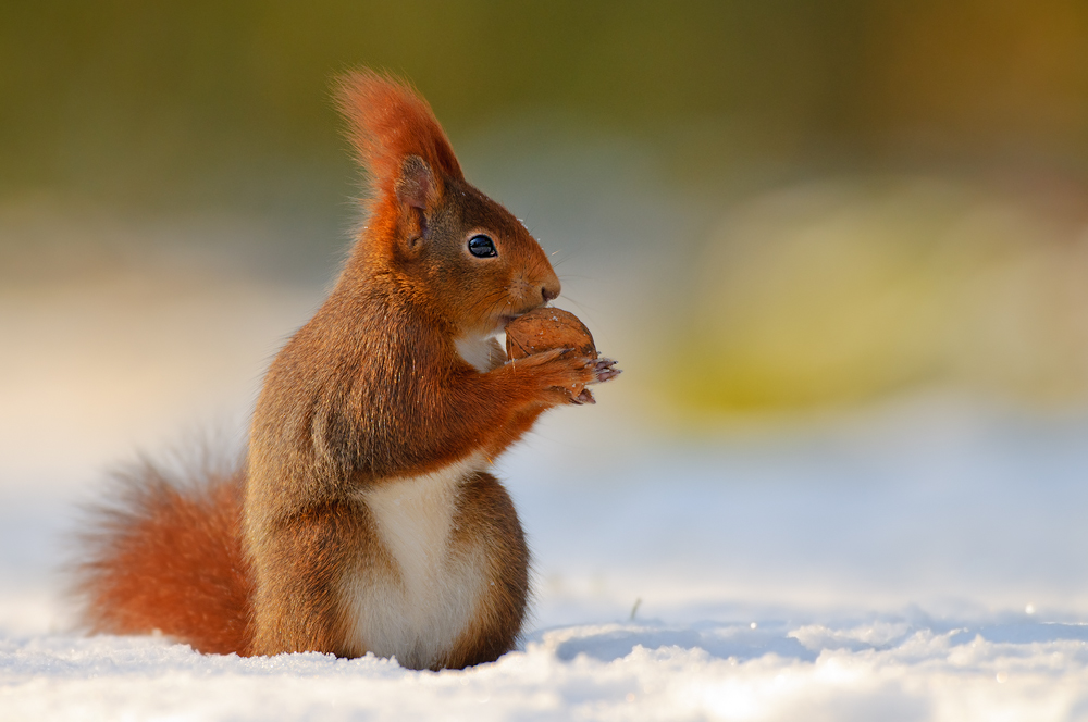 Eichhörnchen (Sciurus vulgaris)