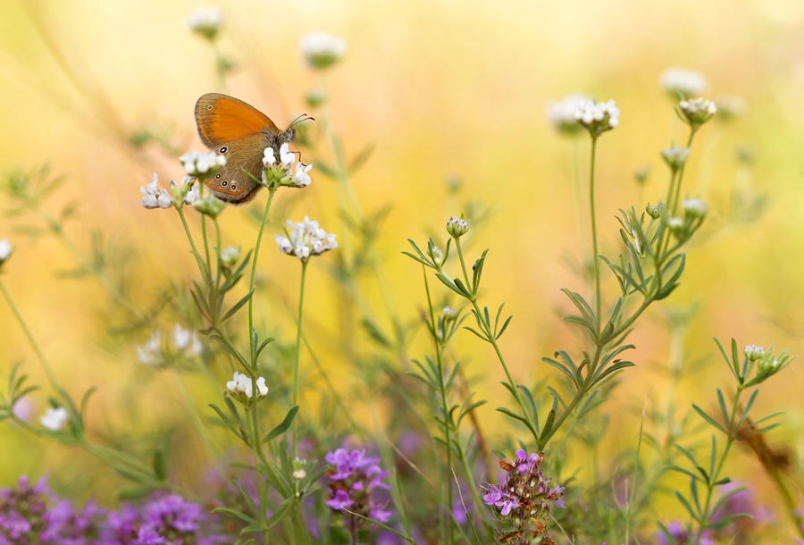 Sommerwiese